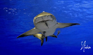 "Spread Eagle " This Lemon Shark cruises the surface in s... by Steven Anderson 